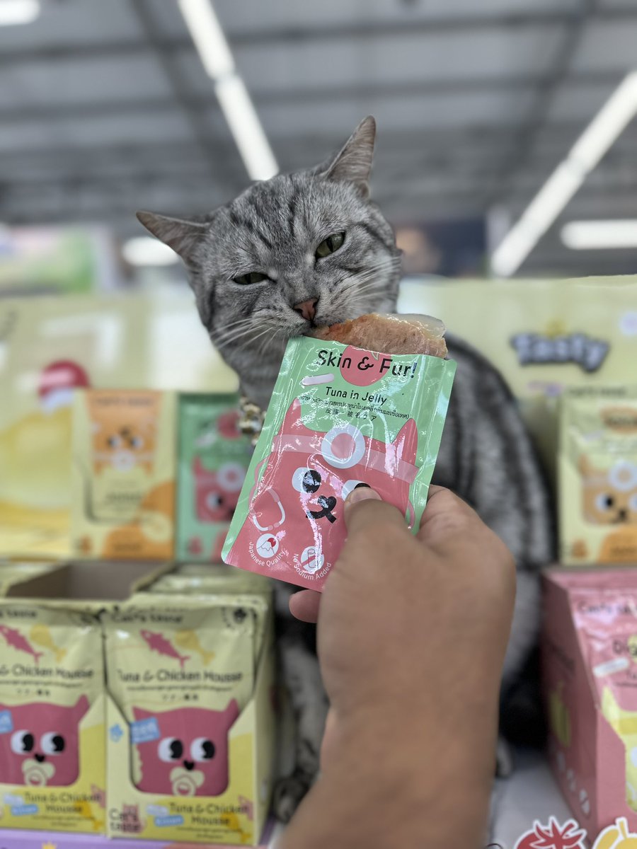 TodtyTodty30's tweet photo. งั่มๆ 😋 #catstaste #petcircle https://t.co/Vuqv9LKABa