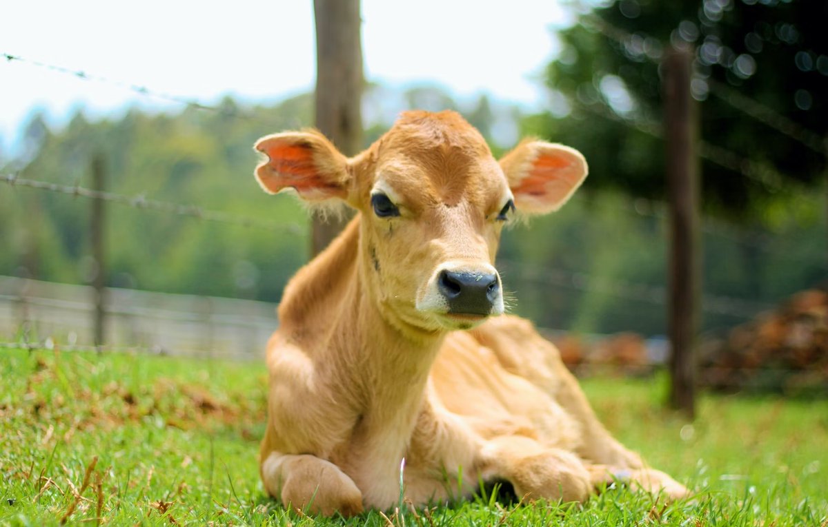 She needs to grow up and roam free.😍