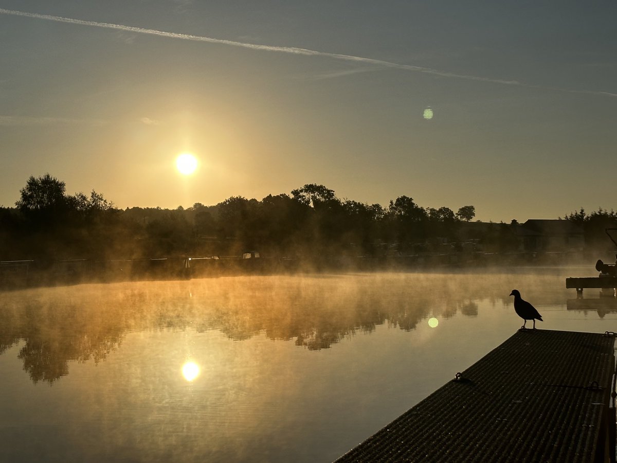 Young moorhen perched on the pontoon