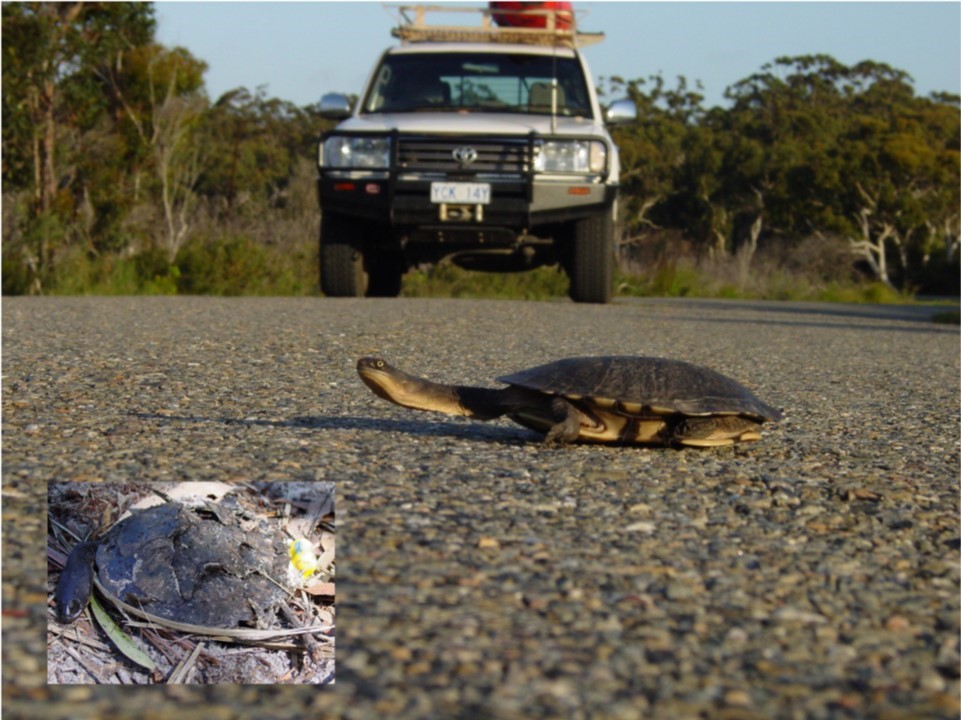 #AustralEcology tweet media