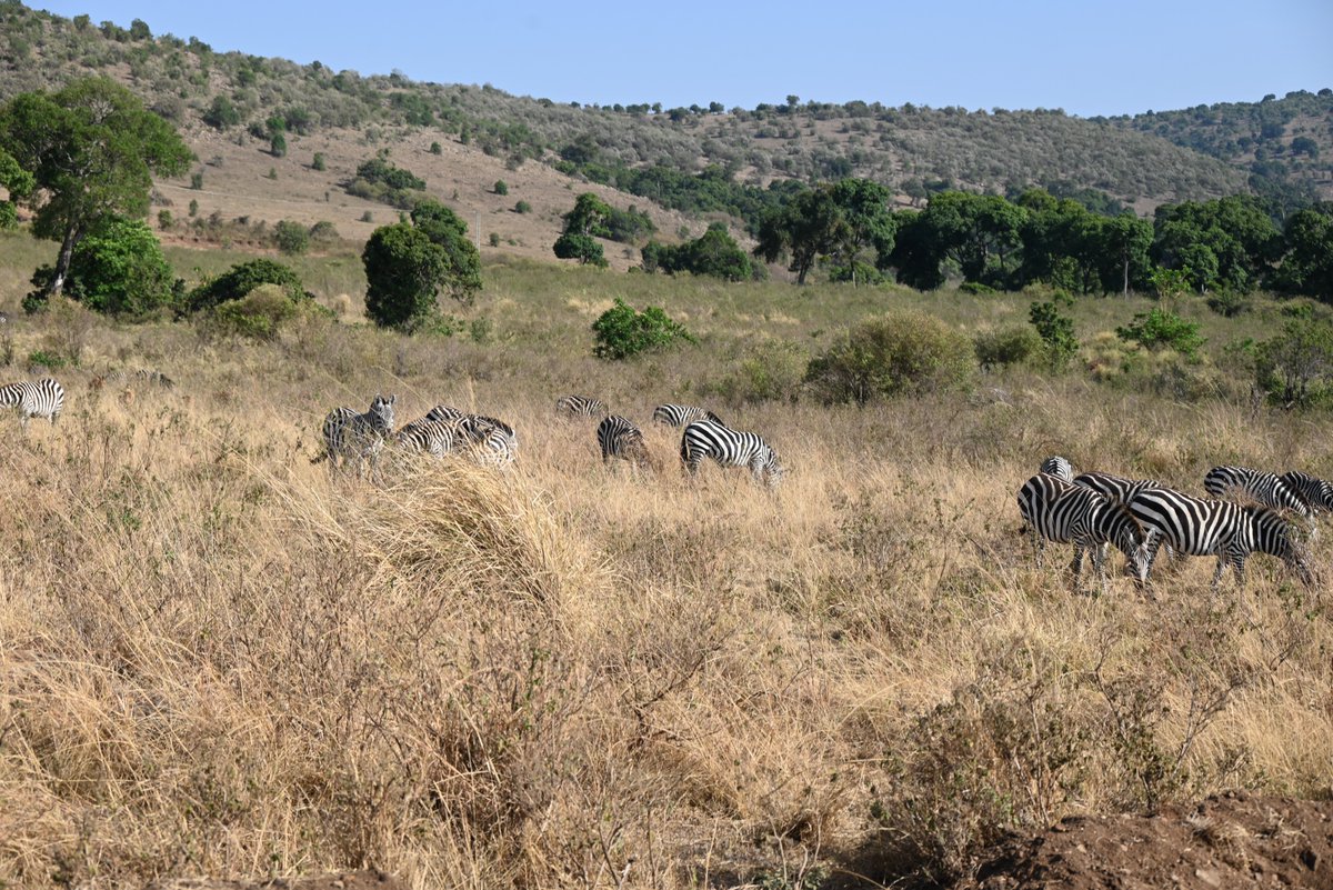 AirKenyaExpress's tweet photo. Welcome to another #WildlifeWednesday! Amidst the captivating backdrop of the Mara, Plains #Zebras (Equus quagga) graze in harmony. Did you know? Zebras thrive on intricate social bonds, often forming tight-knit #harems for protection and companionship in the wild. 🦓🌿 #AirKenya https://t.co/mjcs0J2d75
