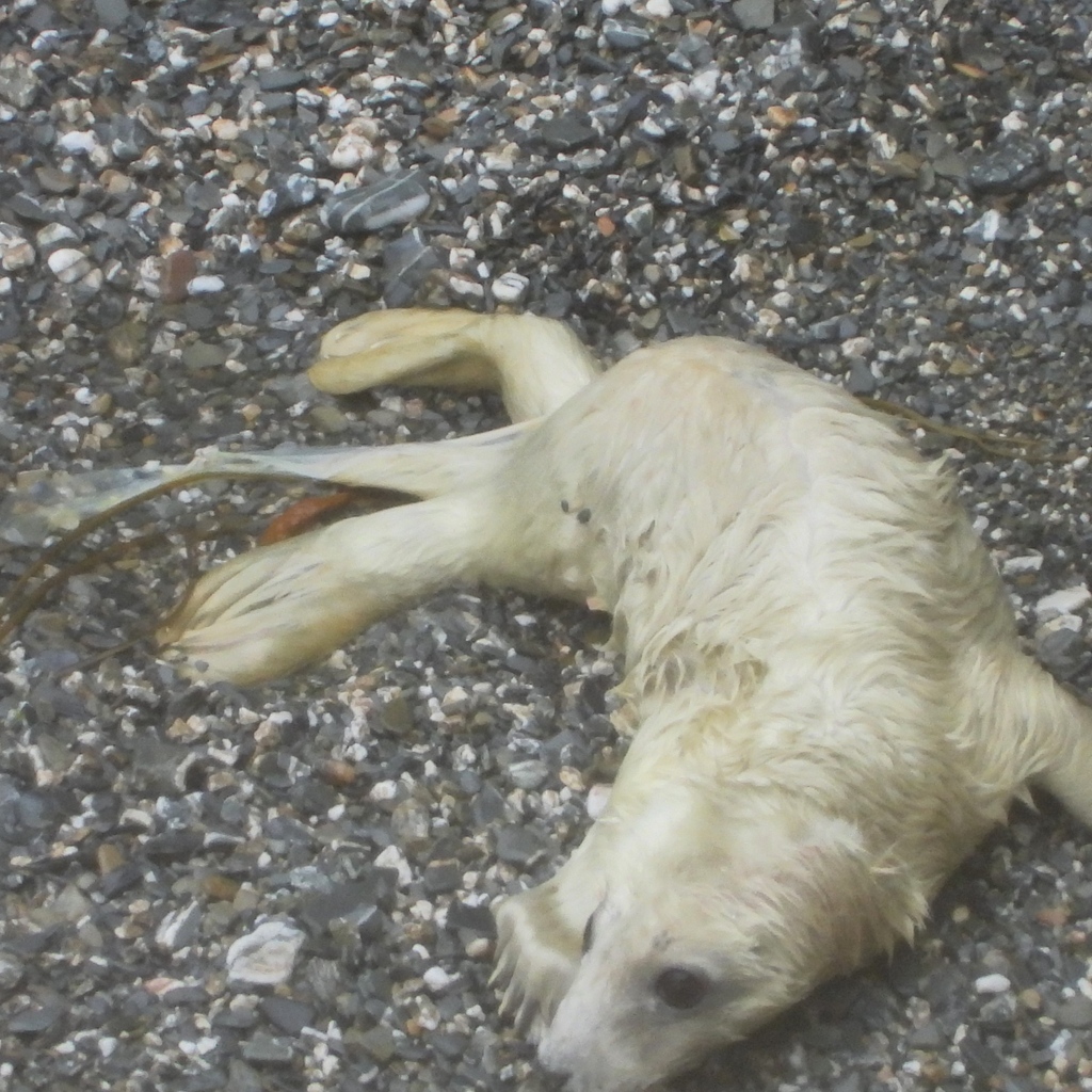Newborn seal pup secrets
Another telltale sign of a newborn pup is the presence of some amniotic sac still attached to its body. It has just been swooshed by the sea making its trailing white amniotic sac visible on its tail.
Find out more seal secrets sealresearchtrust.com/collections/bo…