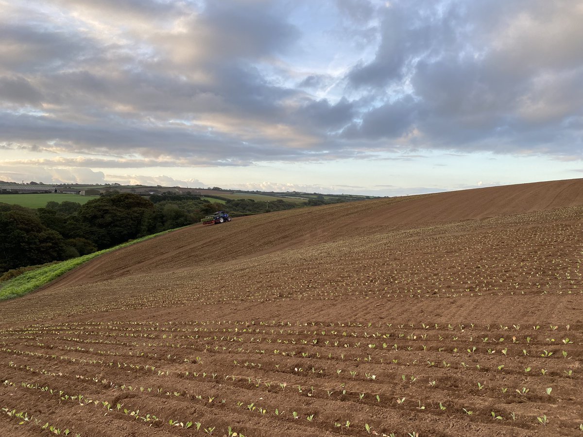 Gorgeous morning for the start of #BackBritishFarmingDay in sunny Cornwall. Planting greens in one of our usual flat fields! 🥬🚜😎
