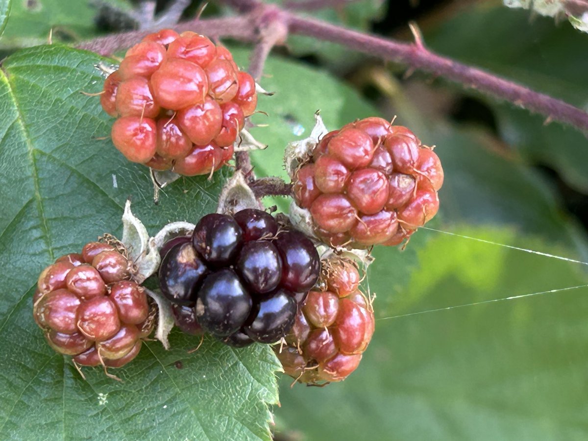 Antioxidants rich 
Vitamins, minerals galore 
you are a perfect berry 
I adore 

#micropoetry #poetry #poem #poet