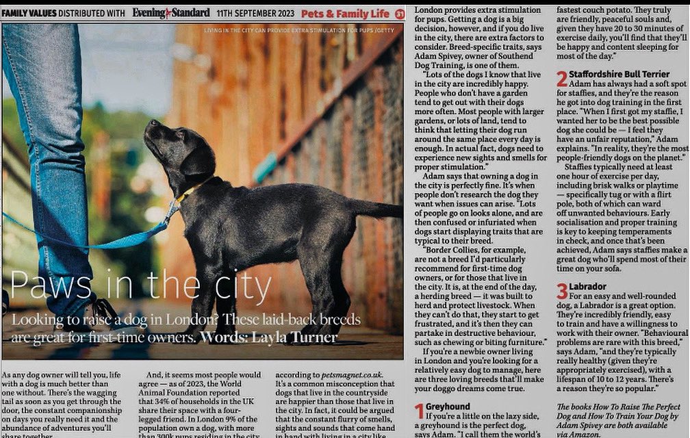 RetGreys_Cbury's tweet photo. Great to see the #london @EveningStandard has done an article on best dogs for the city &amp; guess what’s #number1 

#adoptdontshop #adoptdontbuy #adoptagreyhound #kentdogs #londondogs #greyoundlove #greyhoundsmakegreytpets #greyhoundsofinstagram #canterbury https://t.co/jxsAflYG7F