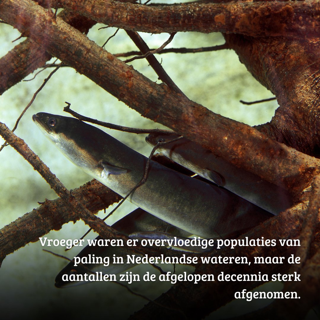 🐍🐟 Hoewel de Europese aal (paling) een belangrijk symbool is in Nederland, brengt deze trekvis slechts een deel van zijn leven door in onze zoetwaterwegen.

De #aal legt een reis van duizenden kilometers af om zich naar de Sargassozee te begeven voor voortplanting.