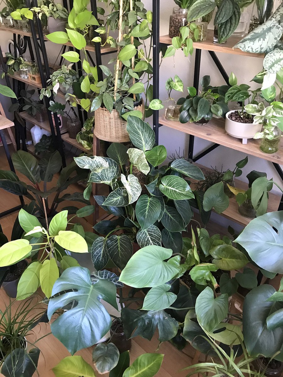 yesilbiterapi's tweet photo. Just a little junle 🌱 💚🌵🪴 #plants #planttwitter #houseplants #HouseplantHour #planttwitter https://t.co/jRhp3VrXly