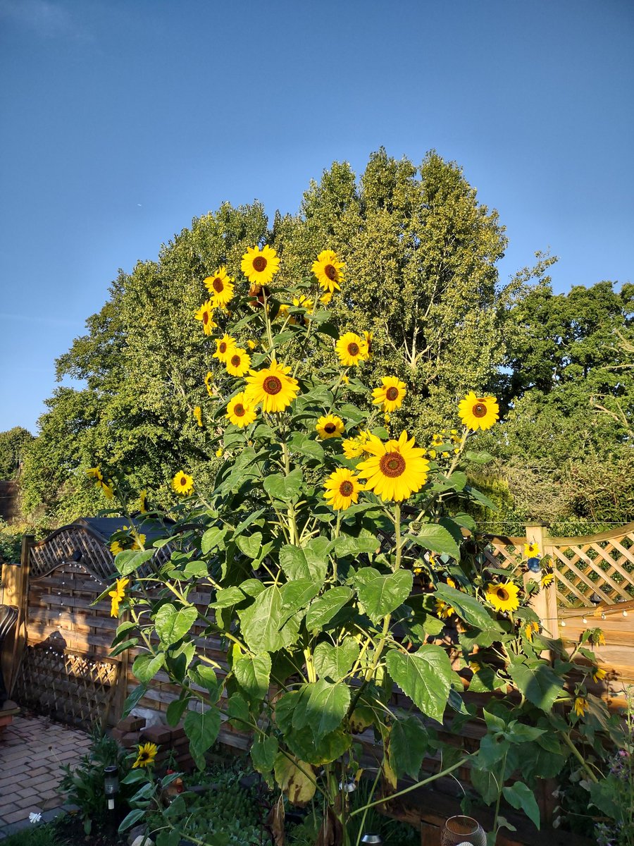 Spondon Bongles tweet media