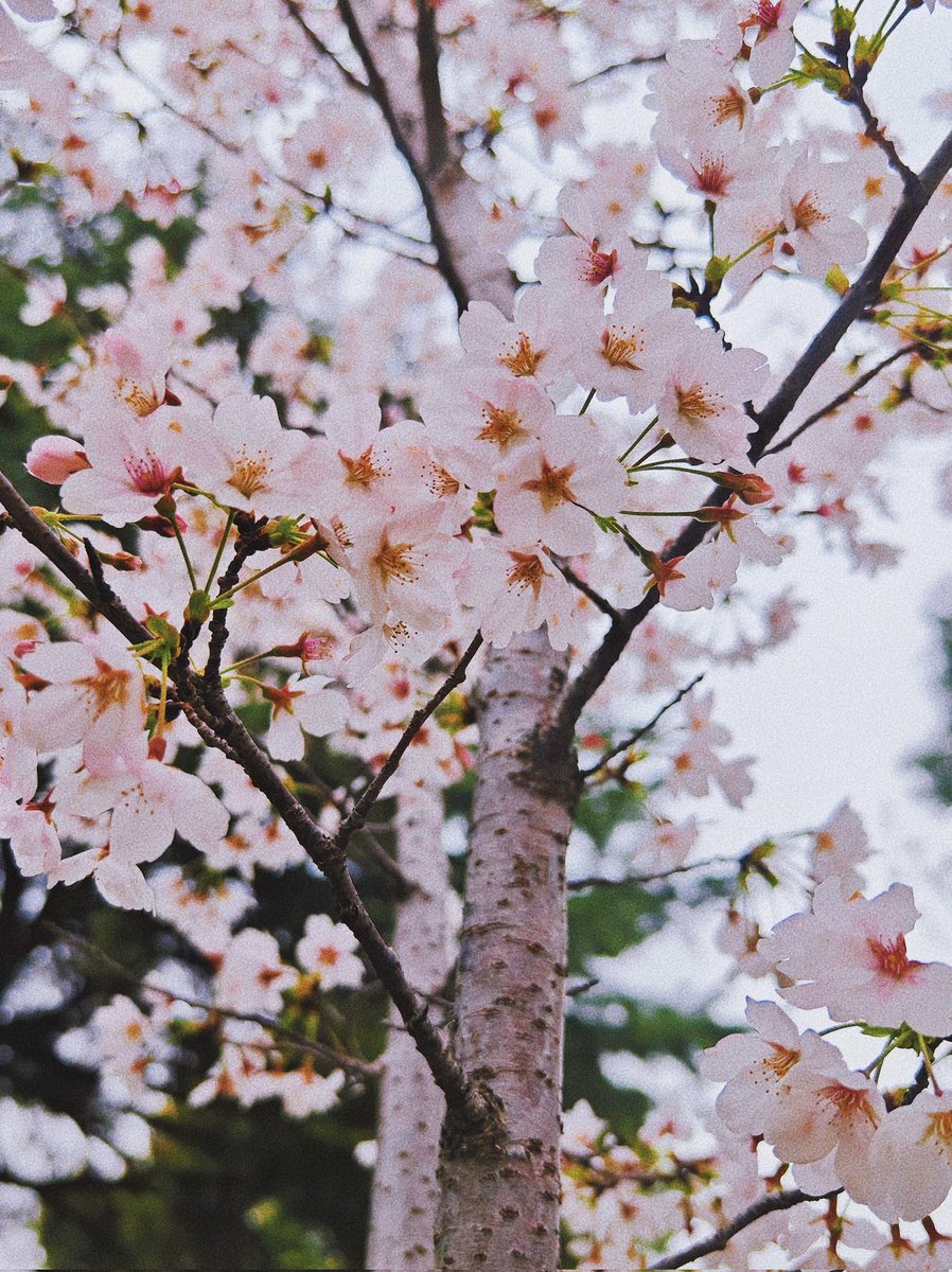 hangalaxy61's tweet photo. Enjoy flowers

#寒 #旅行 #风景 #摄影
 #travel  #travellover
#travelphotography #photography #landscape #landscapephotography
#nature  #naturelover
#naturephotography https://t.co/eUQvvJflim