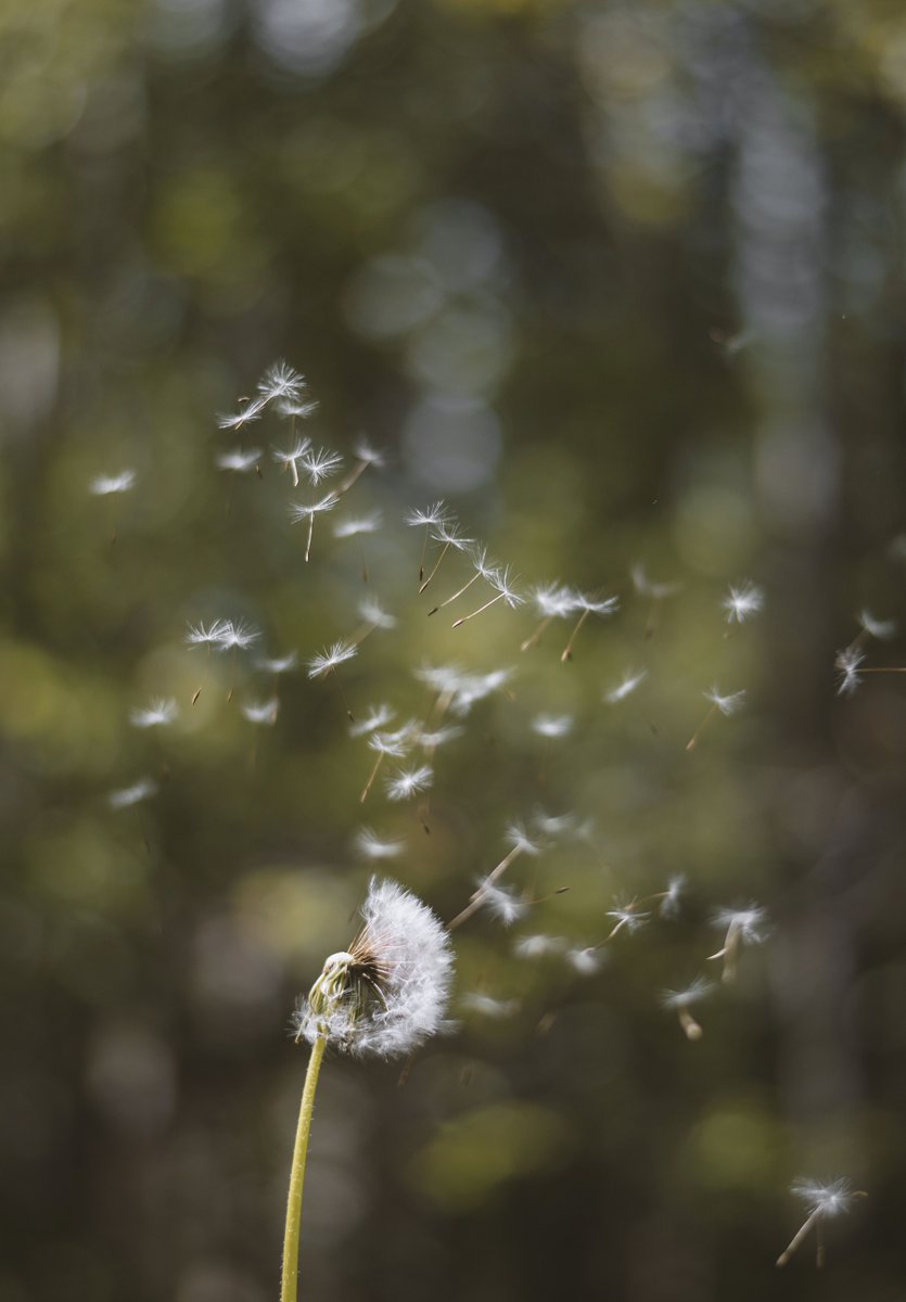 wycliffeuk's tweet photo. Praise God that over the next three years Bible translation and discipleship programmes could be happening in 85 language communities in a country in Asia.
📸: Photo by Foad Roshan on @unsplash
#BibleForEveryone #TryPraying #Asia https://t.co/6TerM41Cc6