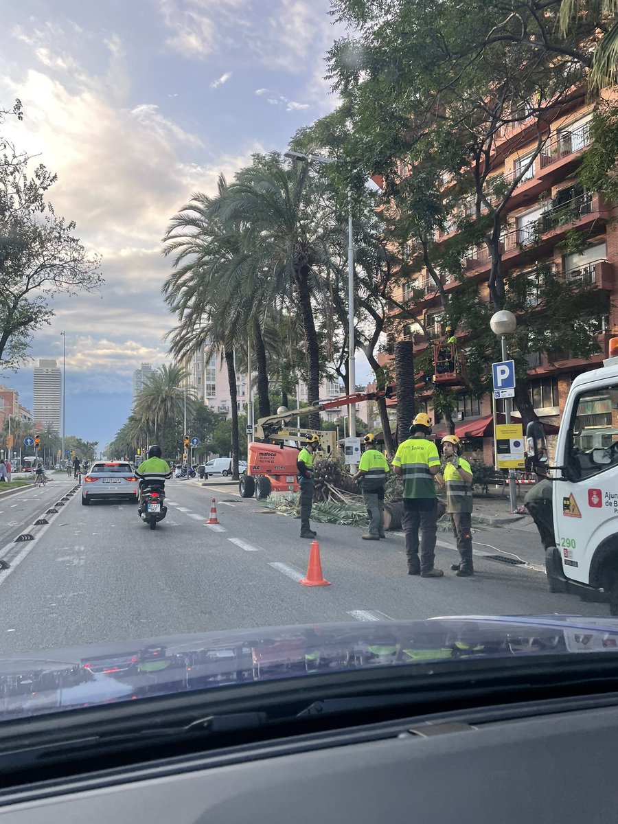 rexalvarez_'s tweet photo. Ara s’afanyen a tallar palmeres en mal estat al carrer Marina. Com sempre, accions reactives i zero proactives. Ha de morir algú perquè moguin el cul…@janetsanz @jaumecollboni @AdaColau @OnVasBarcelona https://t.co/fJyK8s6XRB