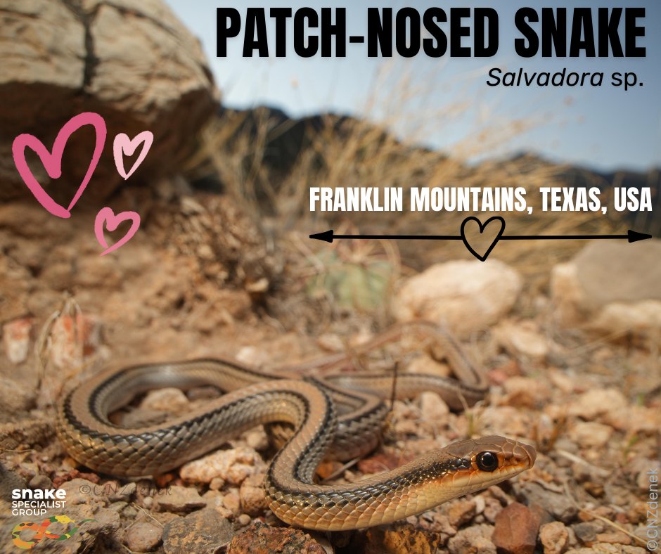 Because all native snakes are special and important in their own way, this week we'd like to turn your attention to a lesser known, nearly completely unstudied group of non-venomous snakes, lovingly called 'patchies' b/c of their big schnozy scale on their snout. Fast snakes! 😍