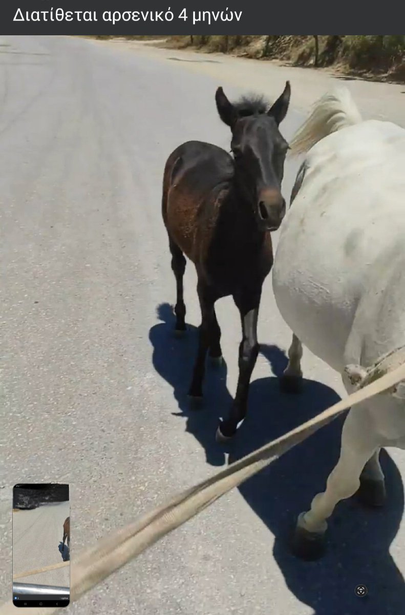 A mare tied up behind a car forced to run so her 4 month foal will follow. Photo from video of online equines trade in Greece. 
 At #SOTEU speech @vonderleyen will outline her policy priorities to EU lawmakers. Animal legislation MUST be among the priorities
#SOTEU2023