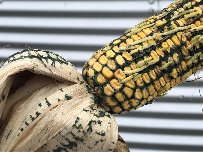 Ear rot issues in corn? Check out this Extension resource cropprotectionnetwork.org/publications/a… @baldpathologist @travisfaske @txextension @tjcksn @dsmuelle @AlbertTenuta @cropdoc08 @ccecornell @SDSUExtension @MartinChilvers1 @NDSUcerealpath @ACESedu @KSU_CropDoc @TNplantDR @ILextension