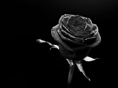 Black rose 
Tak sehitam nasibmu