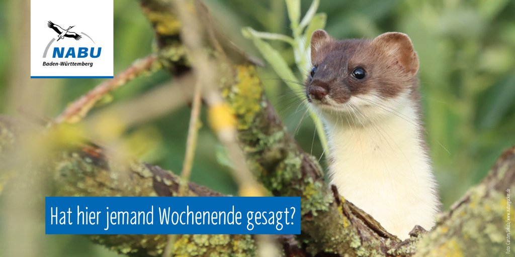 Naturschutzbund's tweet photo. Und schon ist die Woche wieder vorbei! Genießt euer wohlverdientes #Wochenende🙂!
(📷: #Hermelin – auch #GroßesWiesel genannt) https://t.co/dWAuSFOcVp