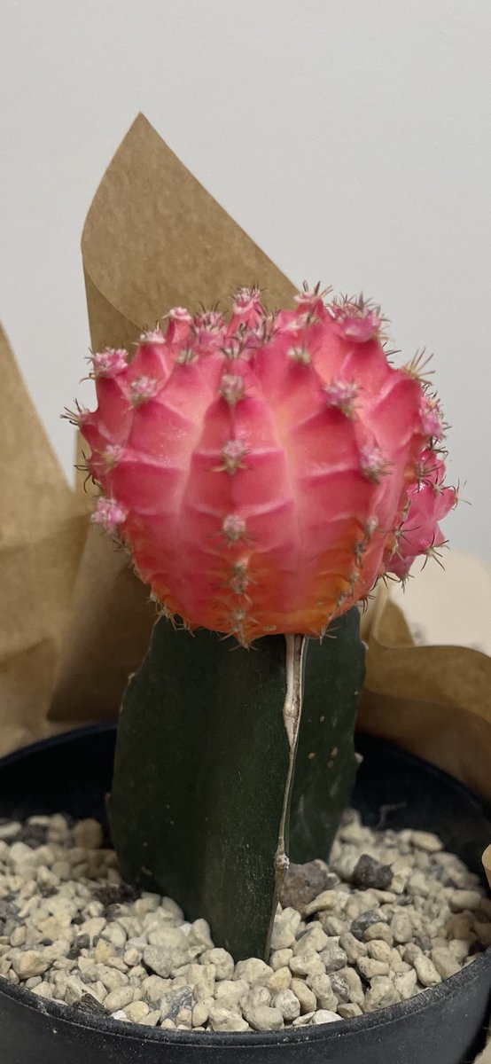 53_nana_cecile's tweet photo. 可愛いピンクのサボテン🌵
名前はこいも(小芋)です https://t.co/bDdX9aDOd0