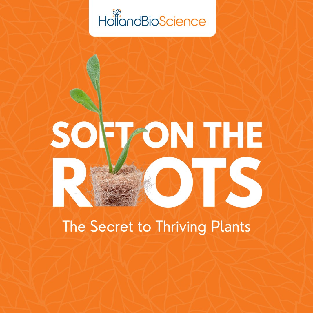 HollandBScience's tweet photo. Choosing a gentle growing substrate is a game-changer. Hard substrates stunt roots, but a soft one lets them thrive, absorbing nutrients and water better.

Experience substrates formulated with optimal air and moisture balance with HollandBioScience! https://t.co/cOw0oQXiip https://t.co/4n65JfTneL