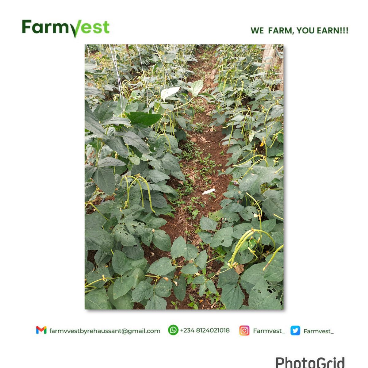 Farmvest_'s tweet photo. Take a look at our beans farm, awesome, isn’t it 😀

All our farms are situated at Obafemi-Owode
And YES, of course you can visit our farm.

Invest in our yam, cassava and maize farm today and enjoy 25% ROI in 6months.💚✅

WE FARM, YOU EARN!💚

PC: super Ages https://t.co/WRjhhcM6uB