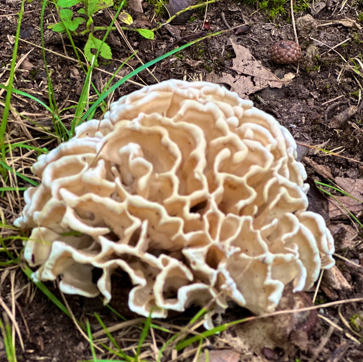 @PaulStamets #Frenchcreekstatepark #mushrooms