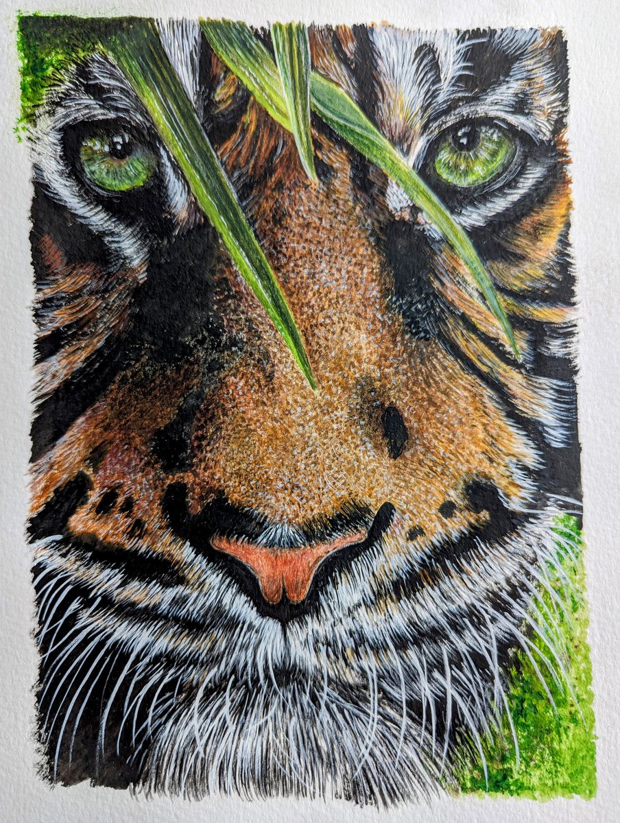 Bee 🐝 Edwards (@theredqueen_bee) on Twitter photo And .... finished 🥰
Hope you like him....🐅🐯🐅 he was fun to paint and those eyes 👌🏻🥰
Any retweets will be hugely appreciated as always 😘
#artist #acrylicart
#wildlifeartist #justbeeart #artoninstagram #artistofinstagram And .... finished 🥰
Hope you like him....🐅🐯🐅 he was fun to paint and those eyes 👌🏻🥰
Any retweets will be hugely appreciated as always 😘
#artist #acrylicart
#wildlifeartist #justbeeart #artoninstagram #artistofinstagram