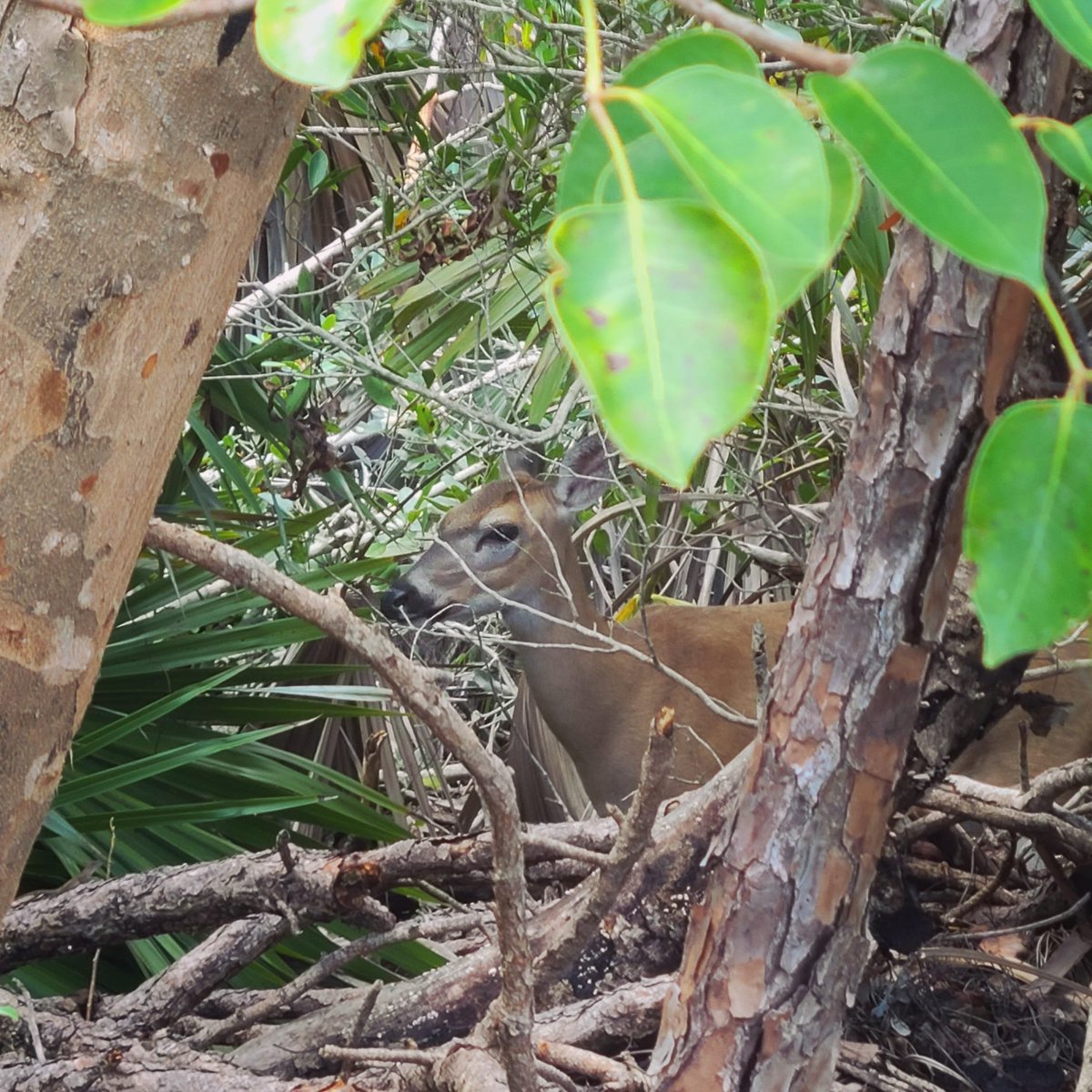 UpTheKeys's tweet image. Have you ever driven through Big Pine Key &amp;amp; spotted a key deer in the brush? 🌿 Such a calming, beautiful sight! We never get tired of these moments ✨️ Join us on one of our day tours and catch a glimpse of these unique mini deer

#keydeer #calmness #floridakeystours #upthekeys