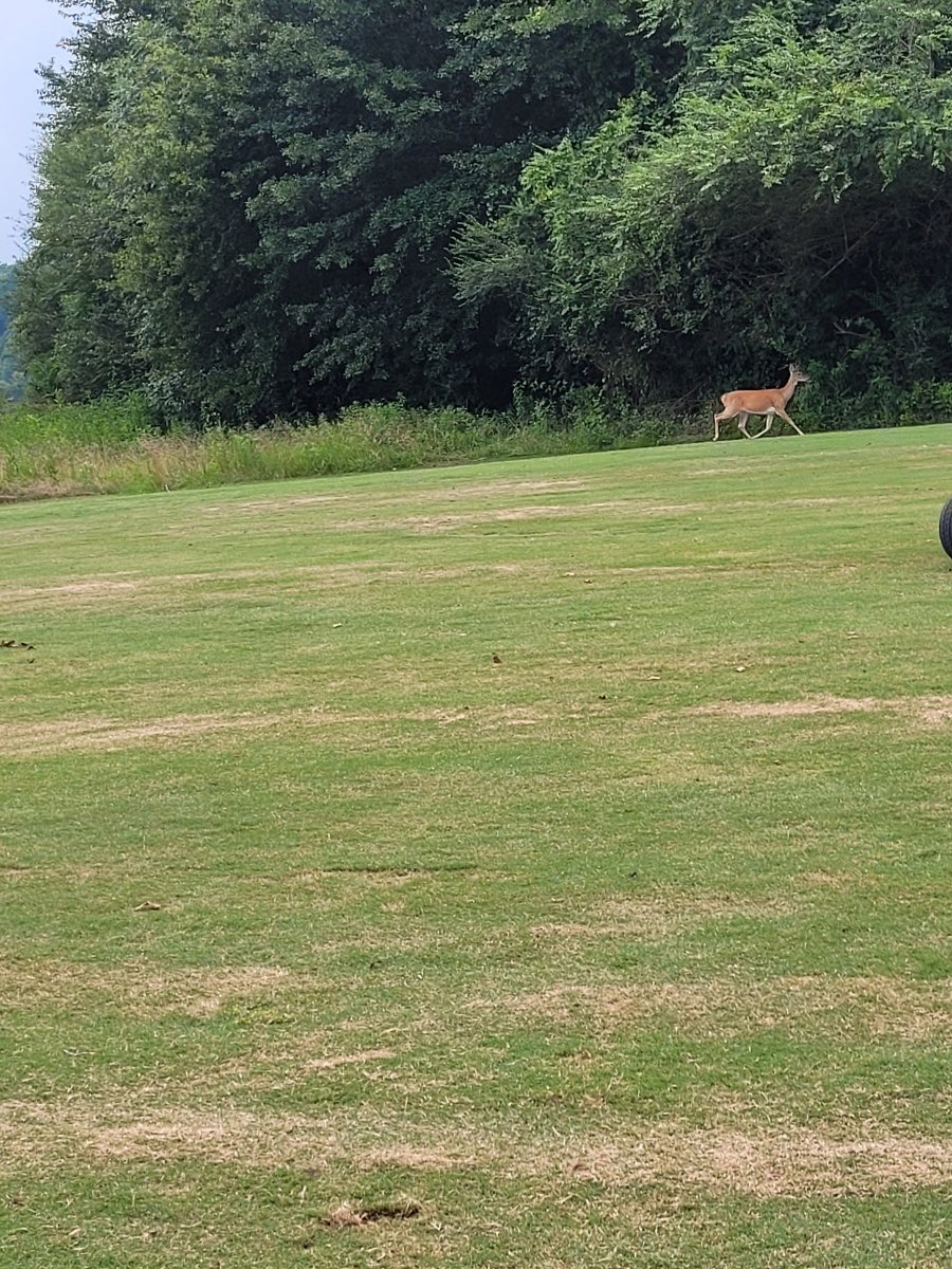 GolfGALS tweet media