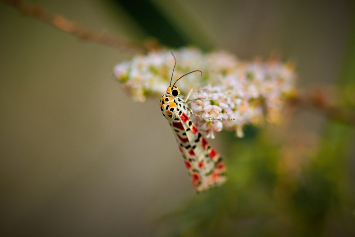 bownaankamal's tweet photo. Utetheisa is a genus of tiger moths in the family Erebidae.
🐞 Jahra | Kuwait
#tigermoths #macro_captures #macro #macroworld_tr #1macroshot #naturemacro #macro_vision https://t.co/TauJQbivr8