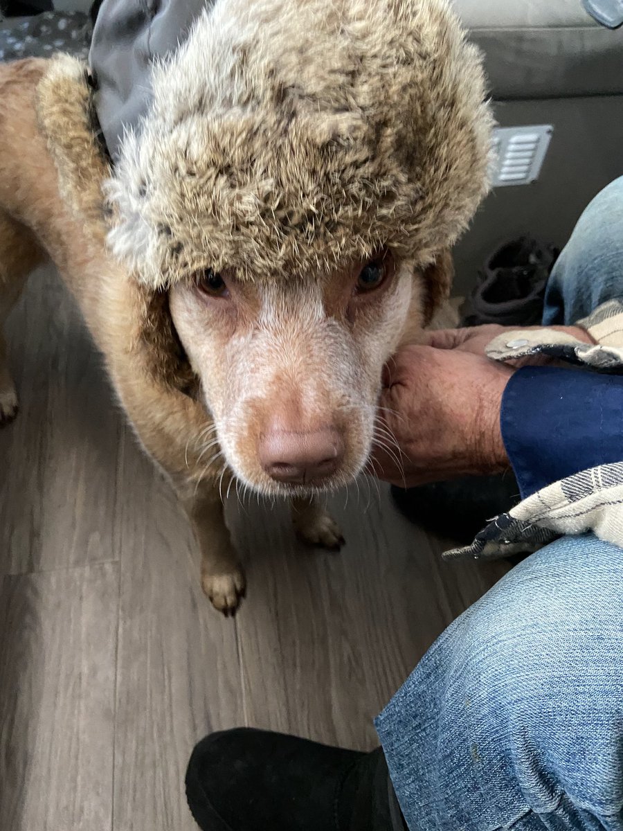 DMcD_Advocate's tweet photo. Australian Cattle Dog Life https://t.co/Jh0zSB4gNa