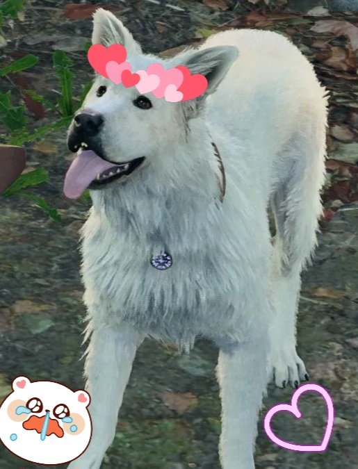 Sarahcha Mayo tweet media