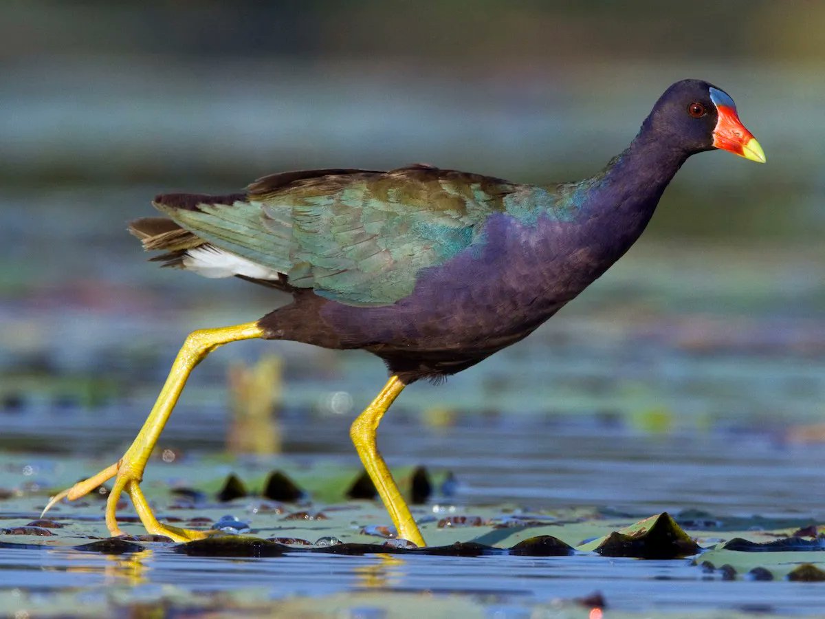 Khoho-mohlaka pheresenyane (Purple gallinule ) was found in Lesotho. This bird prefers warm weather; foraging in the in the early morning and in the late evening. It eats seeds, flowers, fruits, grains and some invertebrates. The museum has a stuffed model of the bird.
