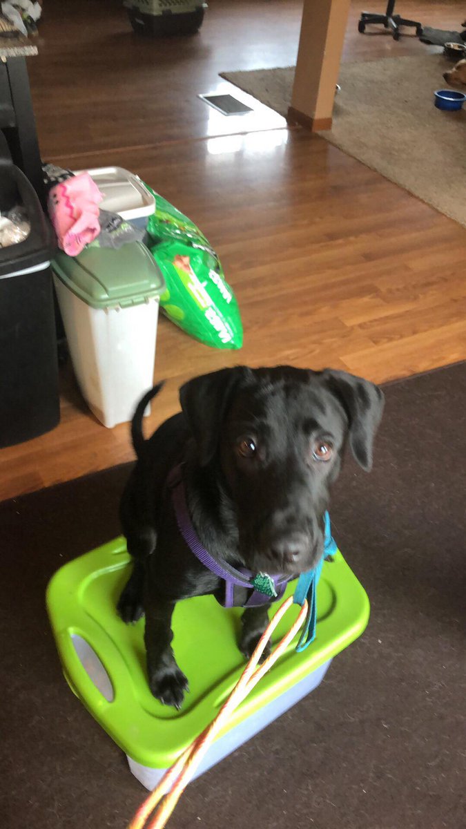 YourServiceDog's tweet photo. Dogs just love playing these games to learn to think on their own. We did the one-on-one training from the comfort of our own home, with the trainers in the school. here is the school application link:
https://t.co/p4Cxx0Sbc1 https://t.co/eBmYStcMw8