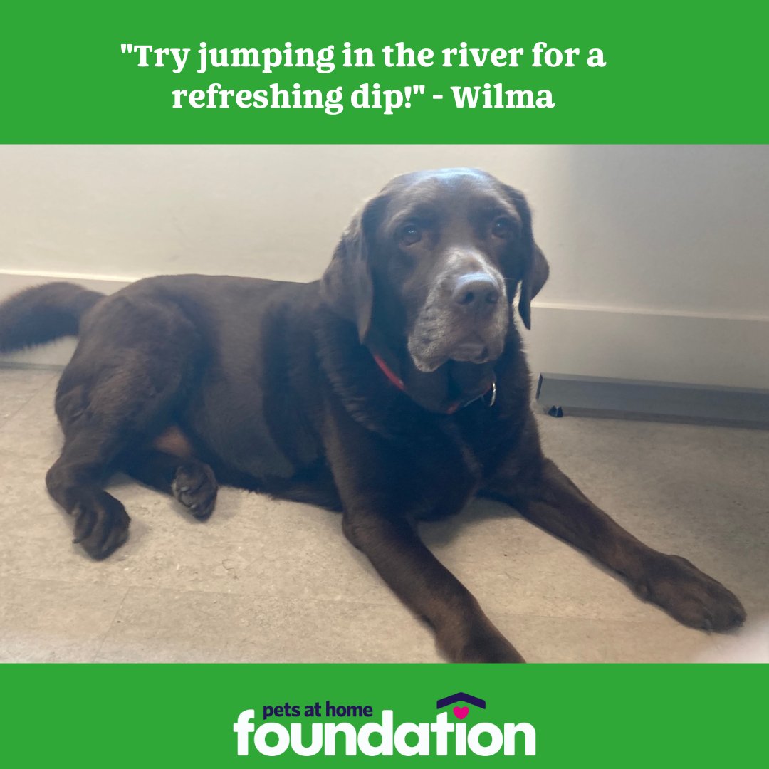 petsfdtnuk's tweet photo. Happy #PositiveThinkingDay !

We asked our office dogs for their top tips for #PAWSitiveThinking, and this is what they recommended 🥰 ⬇️ https://t.co/e6e26fXdxj