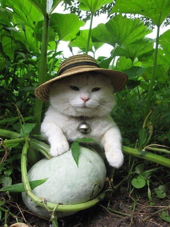 nocontextscats's tweet photo. Farmer https://t.co/NCufZQYkHN
