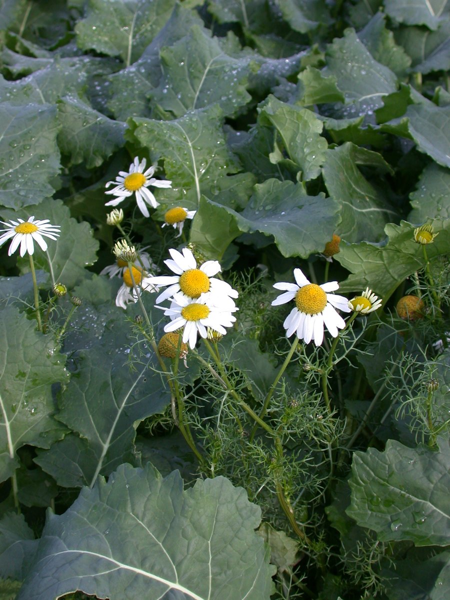 Kevin Godfrey (@kevin_godfrey1) on Twitter photo Do you have oilseed rape fields with a history of mayweeds, red dead nettles or cornflower? Would you be willing to host a post-em herbicide efficacy trial? Compensation for crop loss and land use would be given. For more details DM me #herbicideefficacy @adasgroup <a href="/weedwiseuk/">WeedWiseUK</a> Do you have oilseed rape fields with a history of mayweeds, red dead nettles or cornflower? Would you be willing to host a post-em herbicide efficacy trial? Compensation for crop loss and land use would be given. For more details DM me #herbicideefficacy @adasgroup <a href="/weedwiseuk/">WeedWiseUK</a>