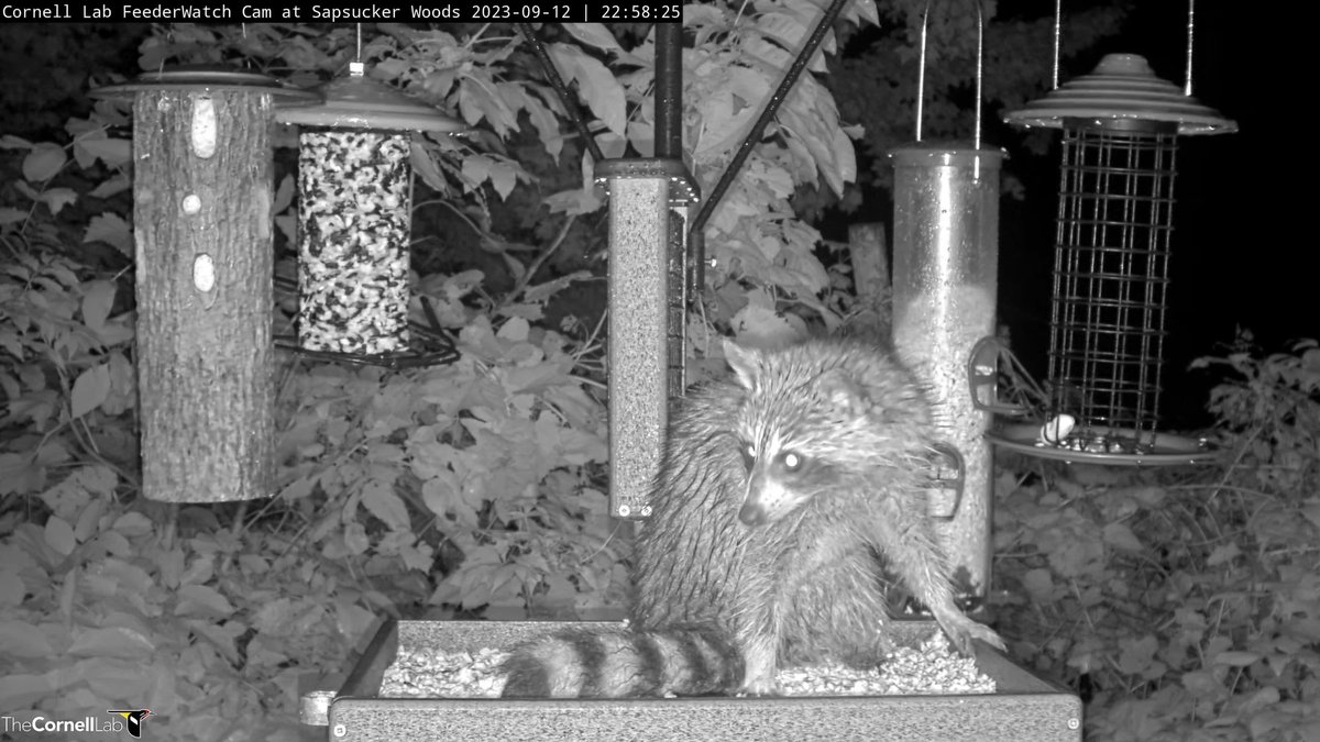 FeederWatchCam's tweet photo. 23:04, 9/12   Dinner time....and the raccoon gets the last peanut!   Good morning, feeder fans, everywhere!  #cornellfeeders https://t.co/SIa9JQr0wL