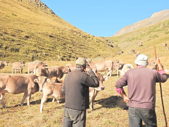 𝑻𝒊𝒆𝒓𝒓𝒂 𝒅𝒆 𝒑𝒂𝒔𝒕𝒐𝒓𝒆𝒔

🐮 Y orgullosos que estamos de serlo. De mantener la ganadería extensiva. Si subes al Monte de Castanesa encontrarás en verano los rebaños trashumantes. Y a los pacientes ganaderos. Es la cara del Pirineo más rural. Esto es #PuntoPirineos.