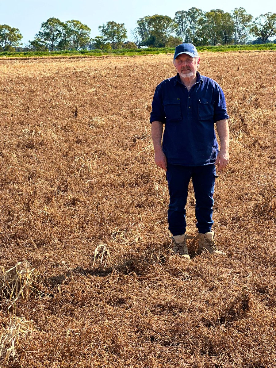 5t/ha DM (50-60 cm deep) vetch in rice layout . 1st photo 10th Aug, day of initial knockdown. 
Double knocked-7 days. 
2nd photo 13th September (5 weeks). 
Amazing how the vetch becomes brittle and reduces. 
Plan drill seed rice in 3 weeks.