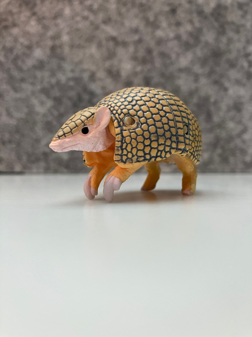 きのうのクイズの正解は、、、 「ミツオビアルマジロ」でした！！ 実は