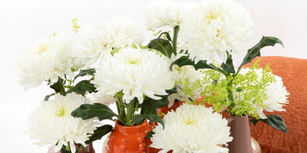 Maak kennis met Beluga White van <a href="/Deliflor/">Deliflor Chrysanten</a> geïnspireerd door de majestueuze witte dolfijn. Net als deze indrukwekkende zeebewoner, heeft deze nieuwe pluischrysant de uitstraling van pure elegantie, kracht en gratie. Vanaf eind week 37 aangevoerd door <a href="/zentoo_nl/">Zentoo</a> 
#chrysanten