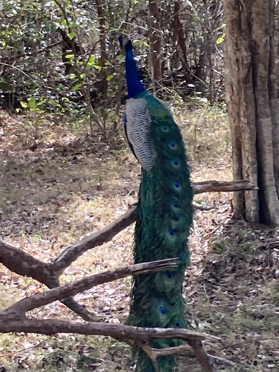 David Phenis 💙 tweet media