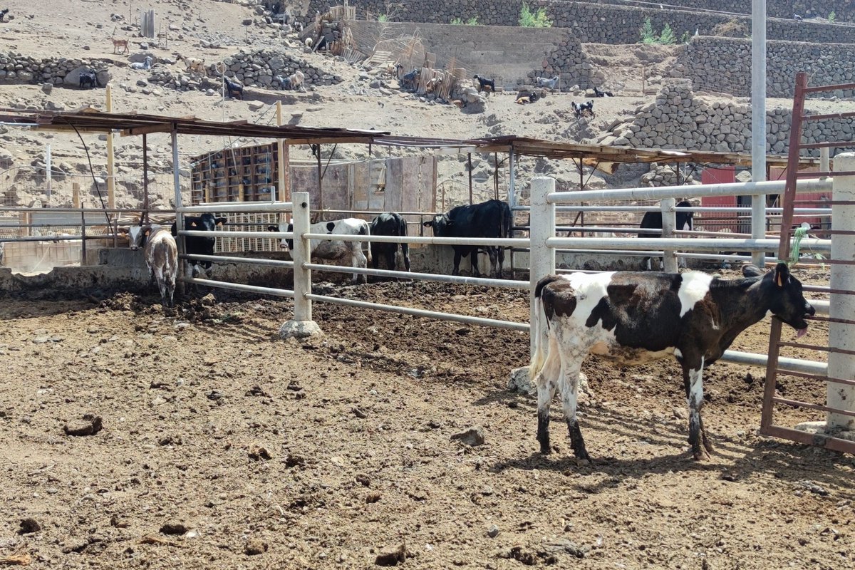 Wir kontrollieren #Rinderhaltungen auf den #Kanaren: Es hat 36 °C, dennoch kaum Schatten. Abgemagerte Kälber, sogar eine tote Kuh finden wir. Jede Woche kommen weitere #Tiere vom Festland, auch aus #Deutschland hierher zur Mast, Milchproduktion und Schlachtung. Das muss aufhören!