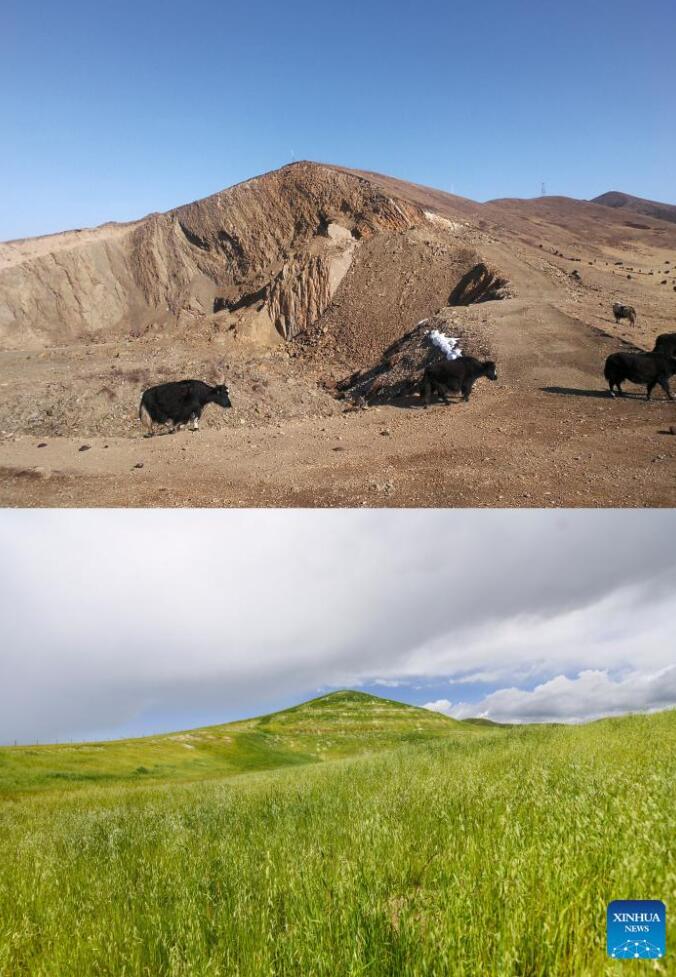 chinaorgcn's tweet image. Blankets made from coconut shells used for #grassland restoration in SW China&apos;s Sichuan china.org.cn/photos/2023-09… #coconutshell