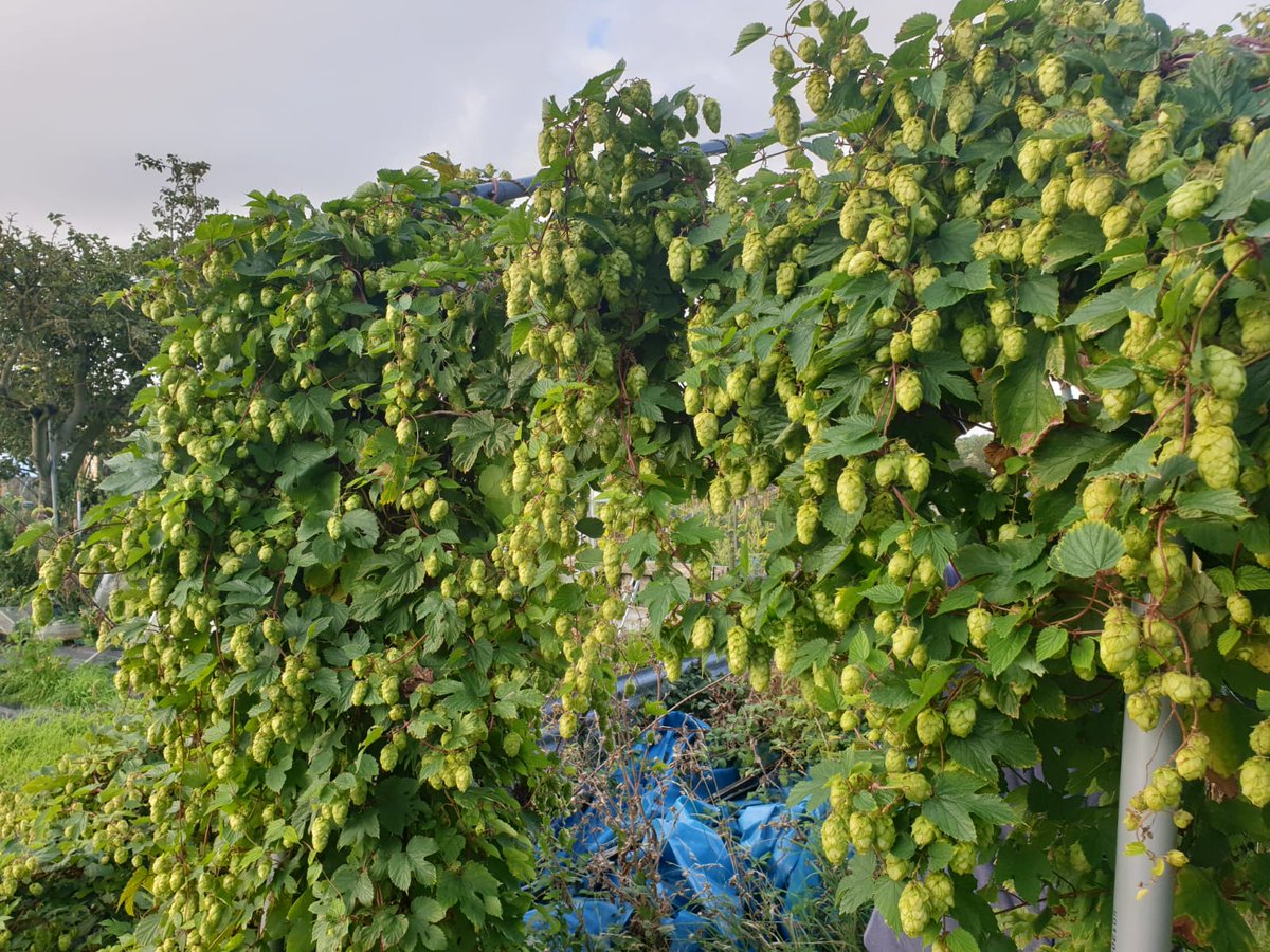 moongazerale's tweet photo. Ready steady go, today is #freshhop day when we pick the hops in the morning and brew with them today!!! Coming soon to a pub near you https://t.co/pBCHlyhVYG