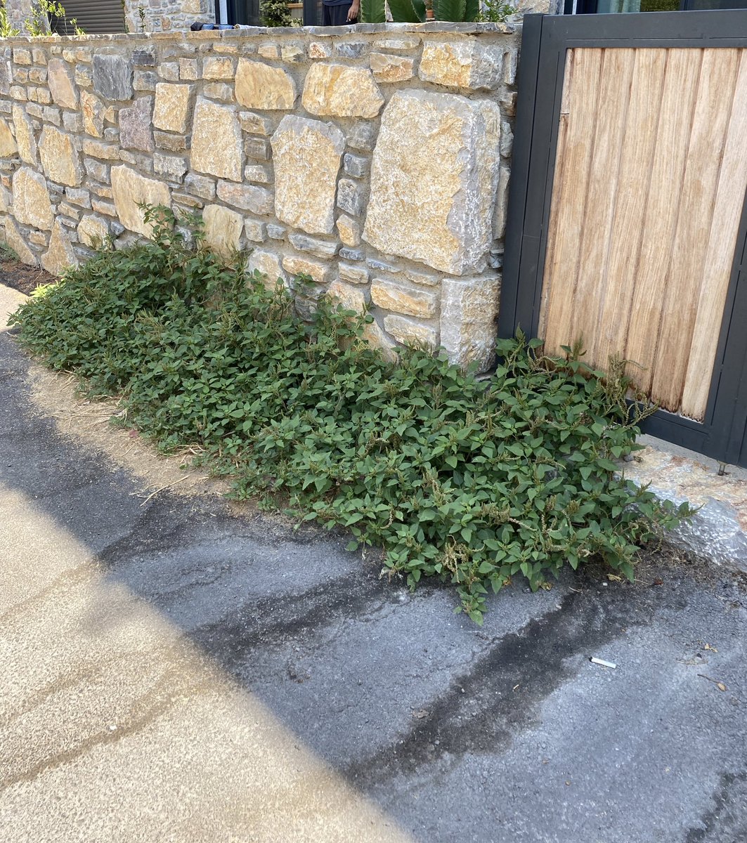 elifill_'s tweet photo. Sokağımızdaki otlar kapımızdan içeri girecek neredeyse, bunları kesmeye de gelen giden olmadı defalarca talepte bulunmama rağmen. Yer Turgutreis. Sokaklar çöp ve pislik içinde. Talepler ve şikayetler kesinlikle dikkate alınmıyor! @ahmetarasbodrum @BodrumBel @muglabsb https://t.co/uCZ4VgRVmo