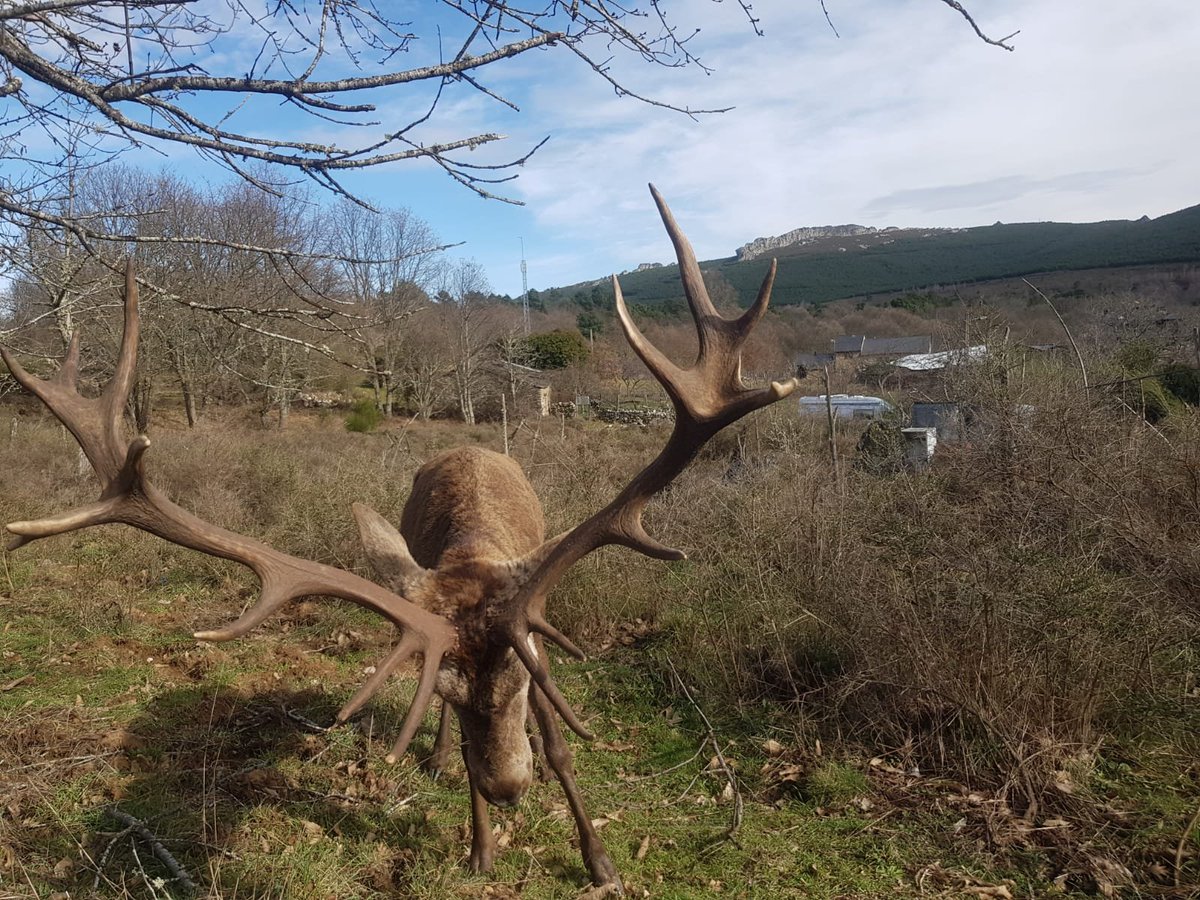 Juan13Navarro's tweet photo. TW me bloquea por la foto de 'Carlitos' decapitado. Lo mató anoche un cazador en Linarejos (Zamora), alzado porque querían proteger a este animal que visitaba el lugar y era dócil. Tenía una cornamenta muy cotizada. El pueblo pidió el indulto en vano. Este era. Nunca fue agresivo https://t.co/WZ73vSg8fi