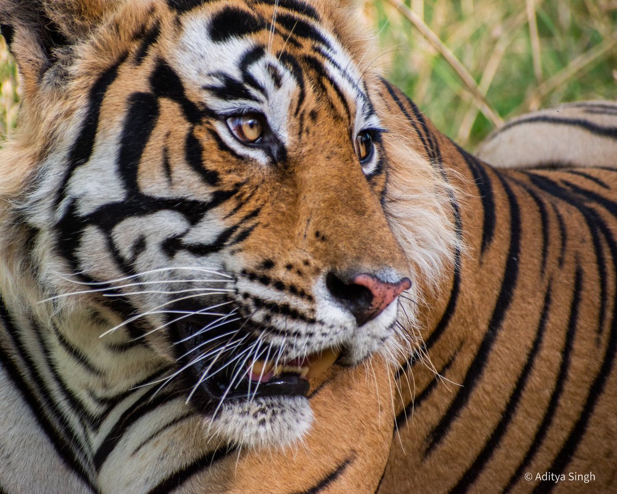 wildaddis's tweet photo. Ranthambhore

Book Your Exclusive Safari - DM

#ranthambore #forest #tiger #uttrakhand #wildlifephotography #wildlife #safari #ttf #jungle #forests https://t.co/E7OUutPFYh
