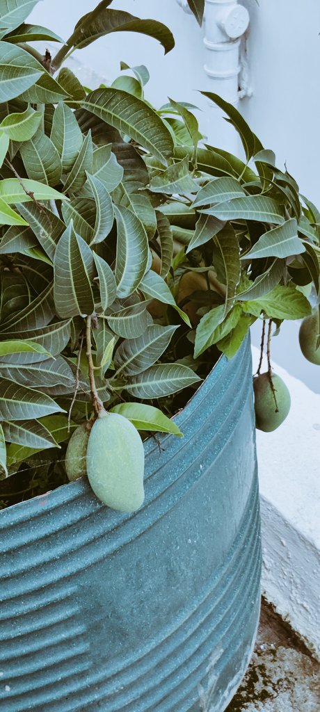 TatunSahoo's tweet photo. @srrashmi1 ଆମ ବଗିଚାରେ ବି ହେଇଛି ଏବେ, ବାରମାସୀ ! https://t.co/3T2S59AuPe