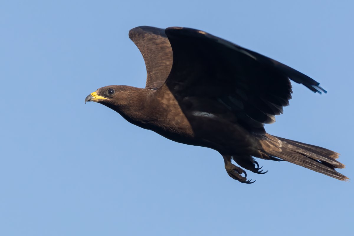 Our counters this season remain ever sharp-nosed, most certainly that they could smell this juvenile Honey Buzzard passing the transect line! This absolutely stunning picture was taken by one of our dedicated long-term counters <a href="/MarcHeetkamp/">Marc Heetkamp</a>.😍