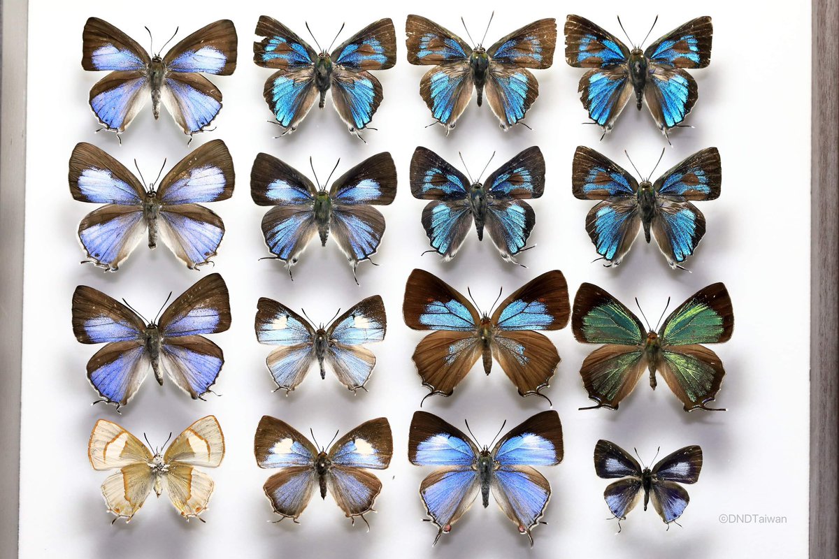 🇹🇼🇹🇼🇹🇼
#butterflies #Taiwan #nature #insect #butterfly  #marco #collection #specimen #collections 
#insects_macro #entomology #entomologist #lepidoptera #insects 
#昆虫  #Marco #animal  #Lycaenidae #insects  #昆蟲  #蝶 #虫